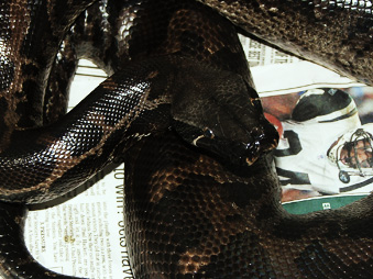 Sumatran short-tail, Jet