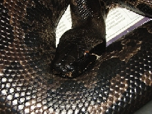 Jet - Black blood male (Sumatran short-tail)