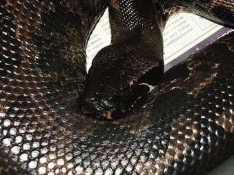Jet - Black blood male (Sumatran short-tail)
