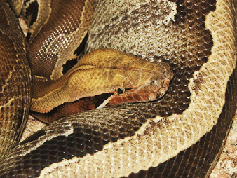 Borneo short-tail close up, Lee!