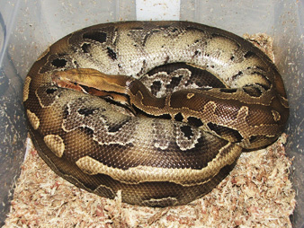 Borneo Short-Tail (Lee) in her nest box