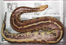 Borneo Short-Tail Python, Leon large male.