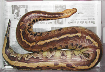 Borneo Short-Tail Python, Leon large male.