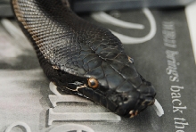 Sumatran short-tail Negrita