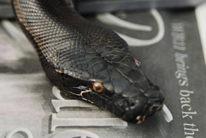 Sumatran short-tail Negrita
