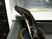 Negrita, black blood python