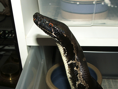 Negrita, black blood python