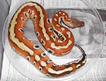 Sumatran red blood, Nikita