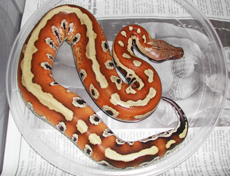 Sumatran red blood, Nikita