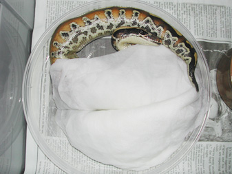 Sumatran red blood, Nikita