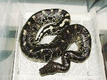 Peanut, Black blood python male