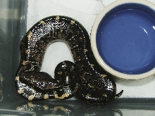 Black blood baby. 5-2005