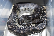 Black blood male (Peanut)