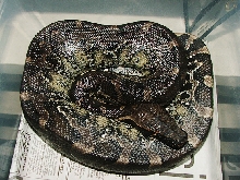 Black blood Peanut