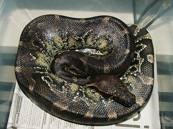 Black blood Peanut