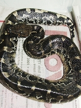 Black blood Peanut, just shed