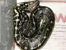 Black blood Peanut