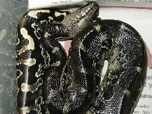 Black blood Peanut