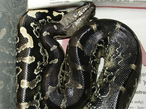 Black blood Peanut