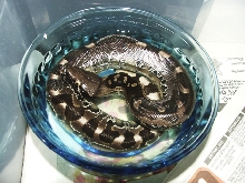 Divis black blood female