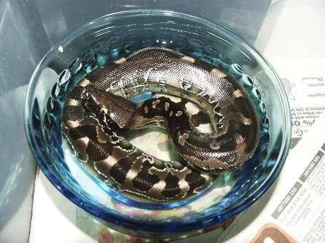 Divis black blood female