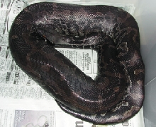 Sumatran Short-Tail, Tank