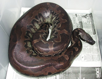 Sumatran Short-Tail, Vicky