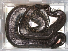 Sumatran short-tails, Vicky and Chiquita