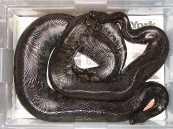 Sumatran short-tails, Vicky and Chiquita