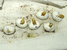 Biak's hatching