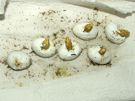 Biak's hatching