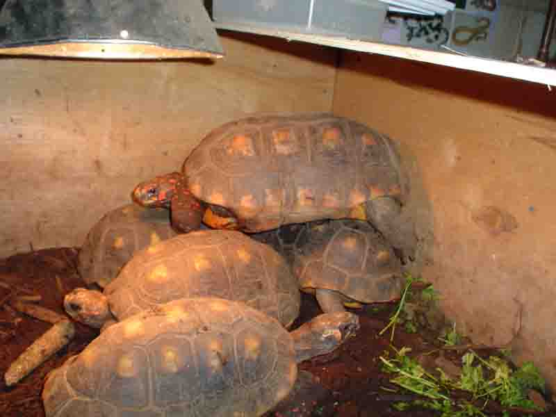 threes a crowd