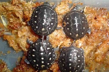 four 2006 hatchlings