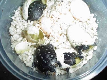 2006 spotteds hatching