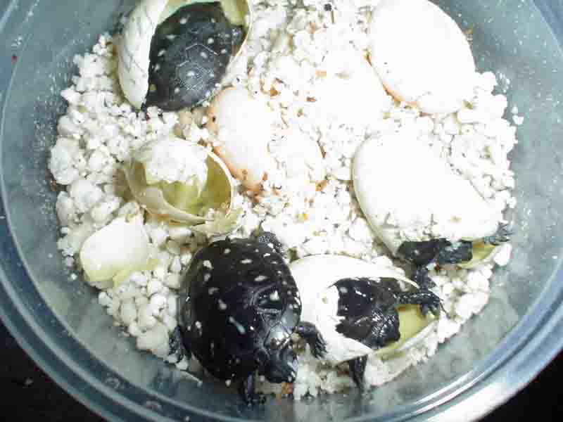 2006 spotteds hatching