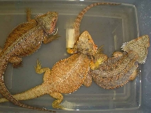 breeder dragons 2006