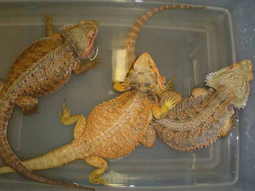 breeder dragons 2006