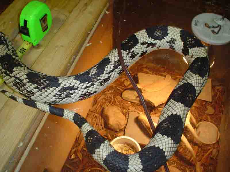 NJ Norther Pinesnake