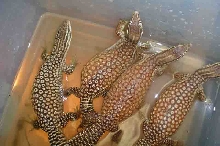 four ackies