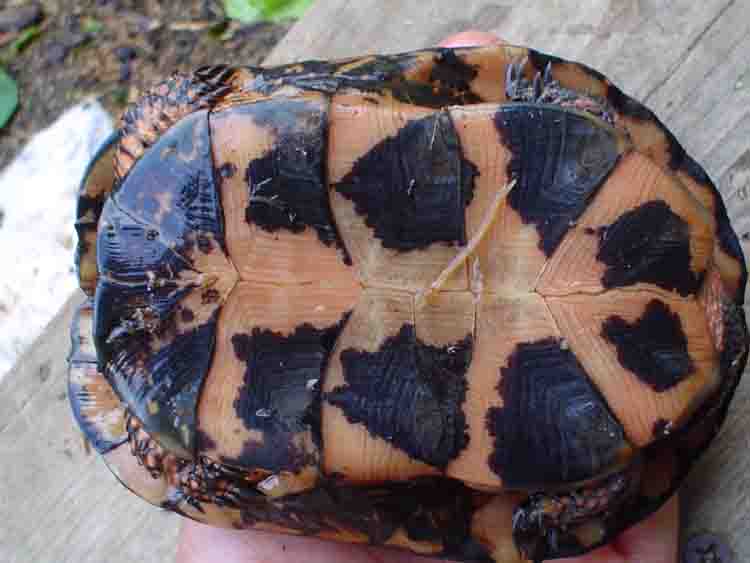 male spot