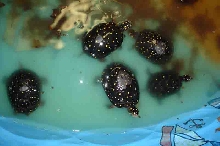 5 female spots