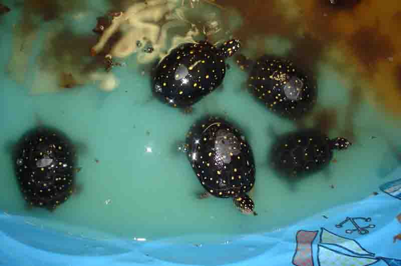 5 female spots