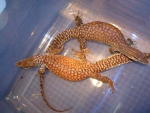original breeder R ackies