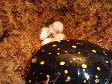 easter eggs
