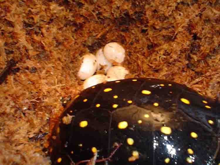 easter eggs