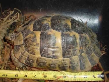 Large Female Greek