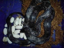 Het Black Rat 2006
