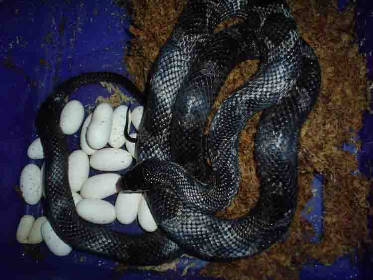 Het Black Rat 2006