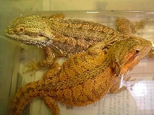 citrus red german giant pair