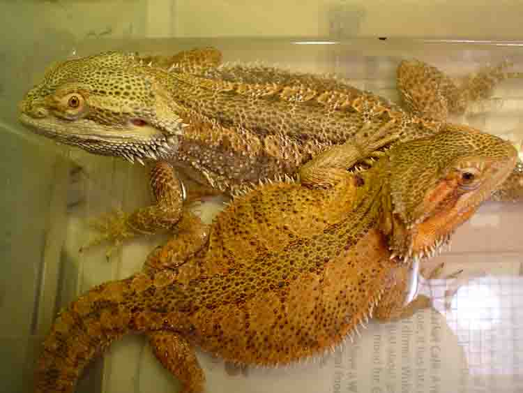 citrus red german giant pair